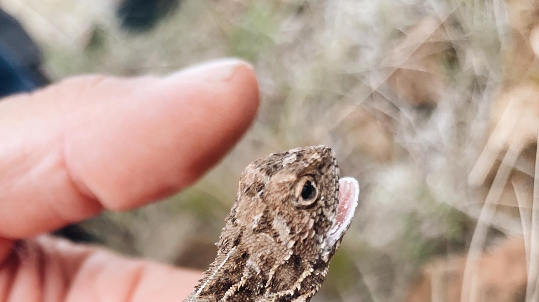 Monaro grassland earless dragon surveys supported by Cooma Men’s Shed